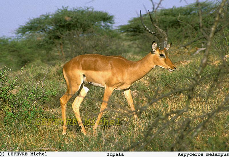 195 Impala.jpg - Impala - Aepyceros melampus - Samburu - Kenya